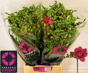 Freesia du expression