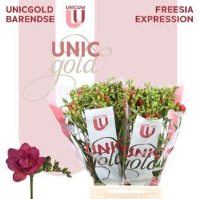 Freesia du expression