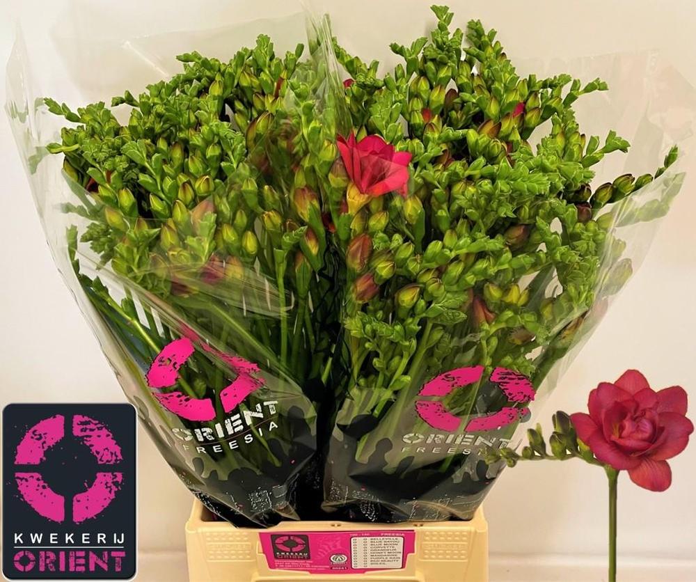 Freesia du expression