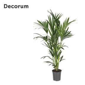 Howea forsteriana 5PP