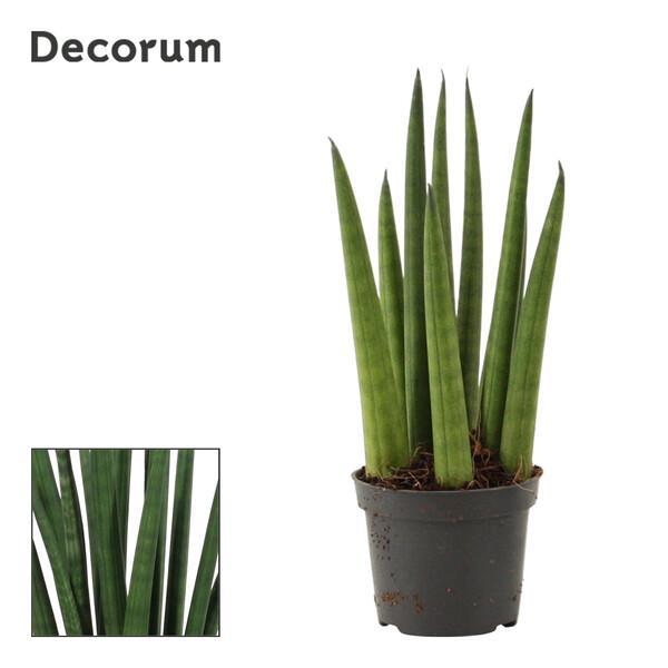 Sansevieria cylindrica mini mix