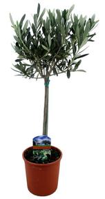 Olea europaea