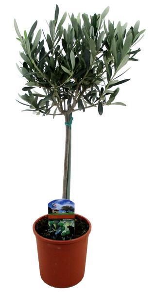 Olea europaea