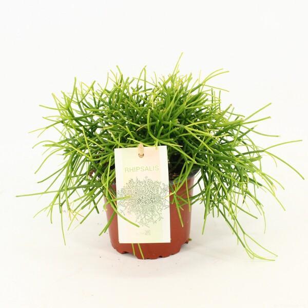 Rhipsalis baccifera