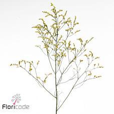 Limonium china summer