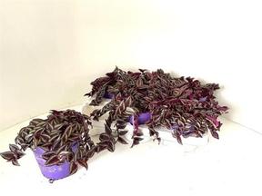 Tradescantia zebrina
