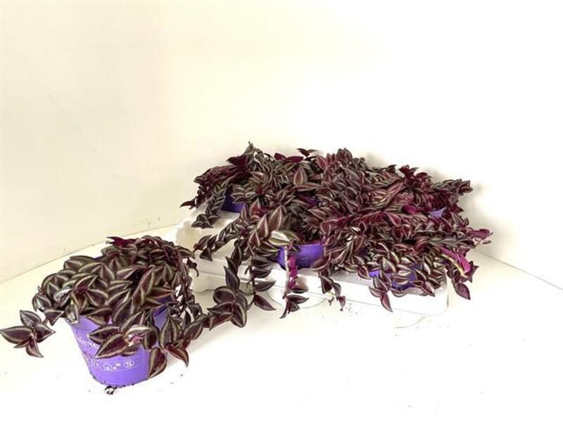 Tradescantia zebrina