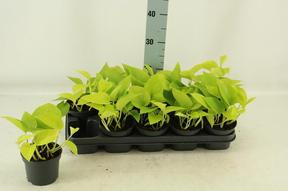 Epipremnum Golden Photos