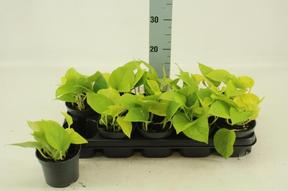 Epipremnum Golden Photos
