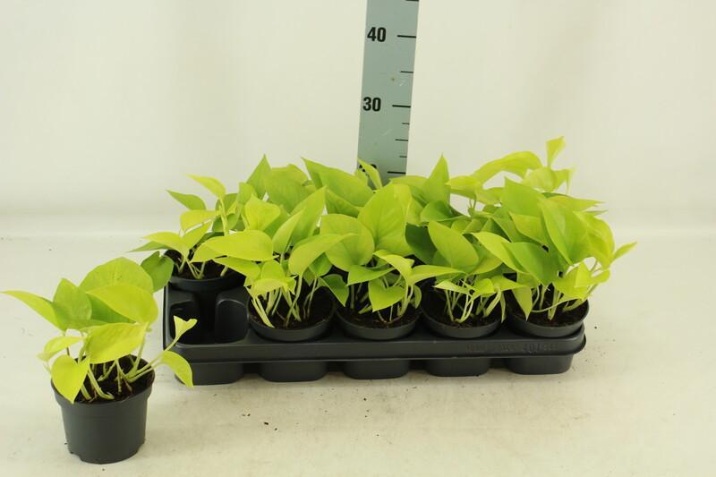 Epipremnum Golden Photos