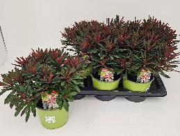 Euphorbia amygdaloides