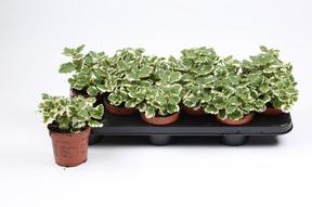 Plectranthus fruticosus