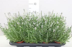 Lavandula angustifolia Edelweiss