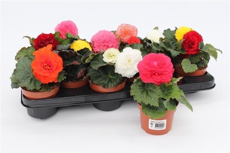 Begonia tuberhybrida NL