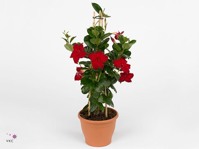 Mandevilla yellow
