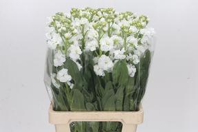 Matthiola iron white