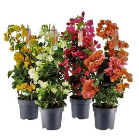 Bougainvillea mix