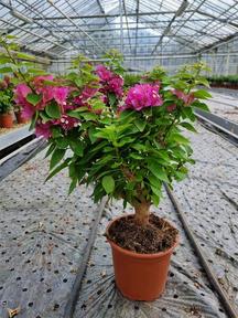 Bougainvillea mix