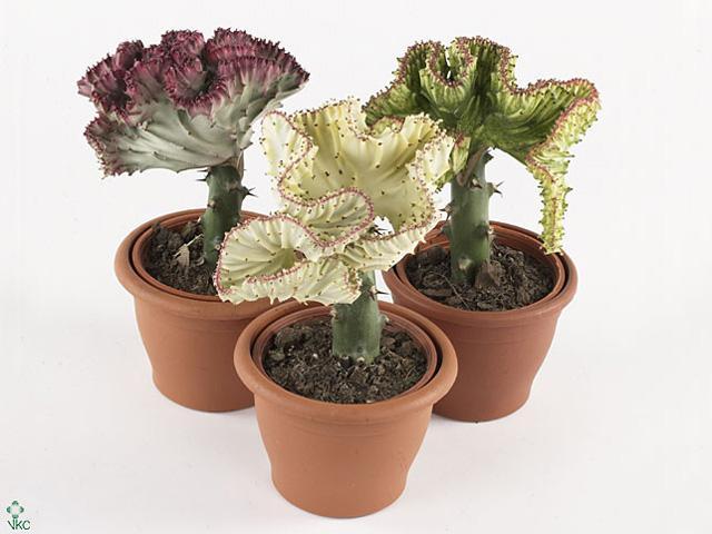 Euphorbia lactea Cristata