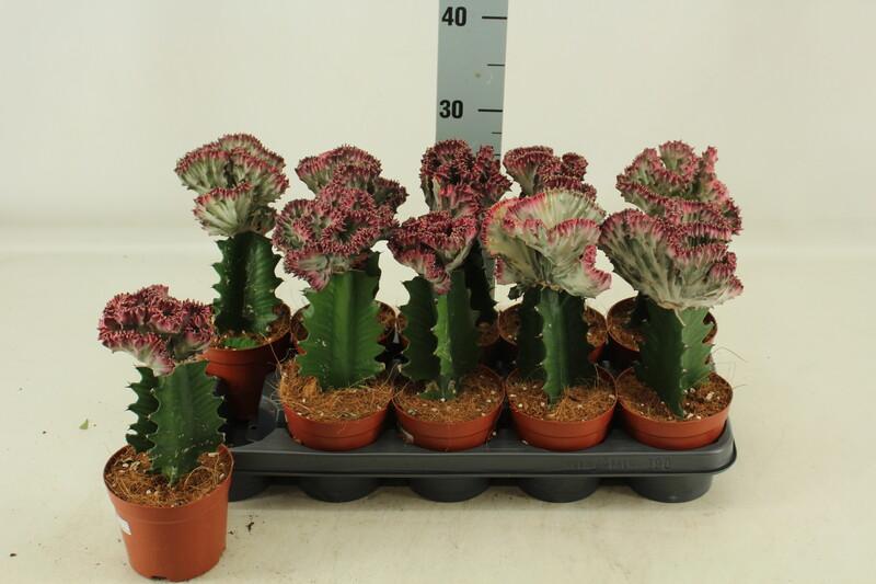 Euphorbia lactea Cristata