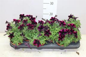 Petunia mix NL