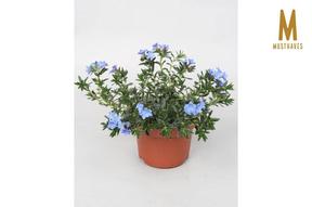 Lithodora diffusa