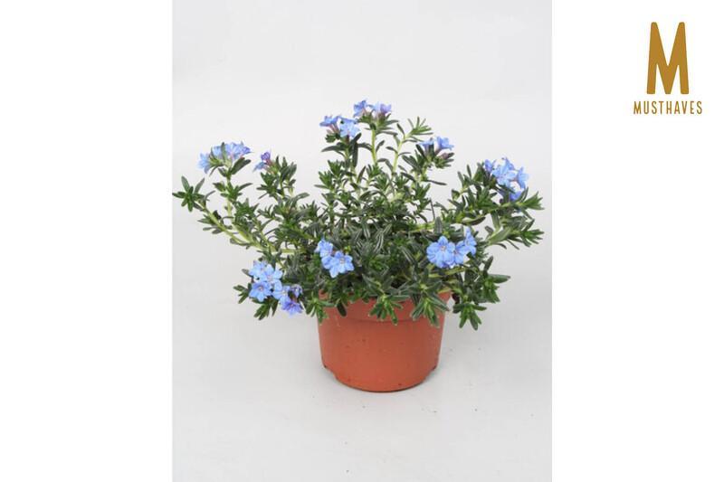 Lithodora diffusa