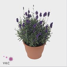 Lavandula + Muehlenbeckia keramika