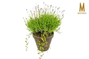Lavandula + Muehlenbeckia keramika