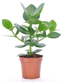 Clusia rosea Princess