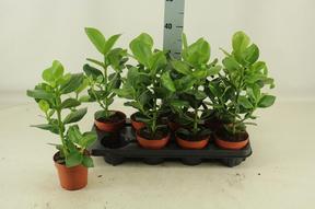 Clusia rosea Princess