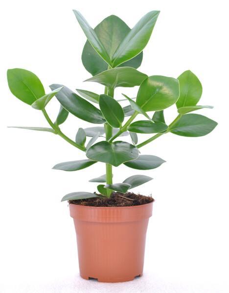 Clusia rosea Princess