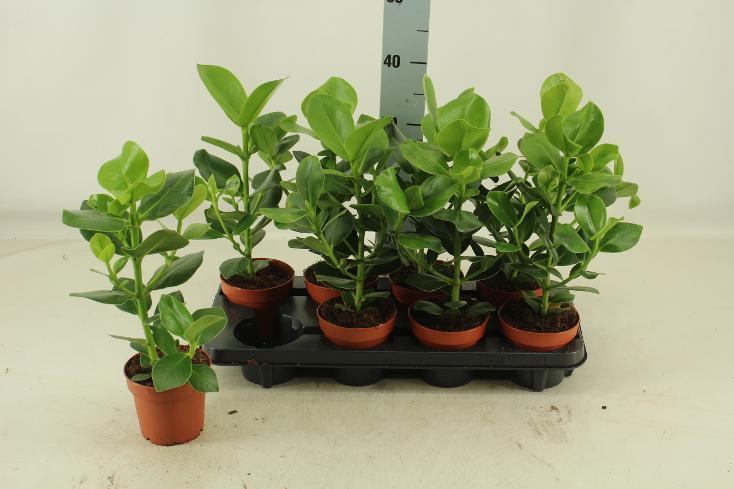 Clusia rosea Princess