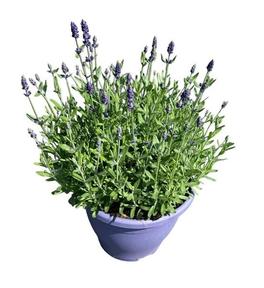 Lavandula angustifolia Hidcote