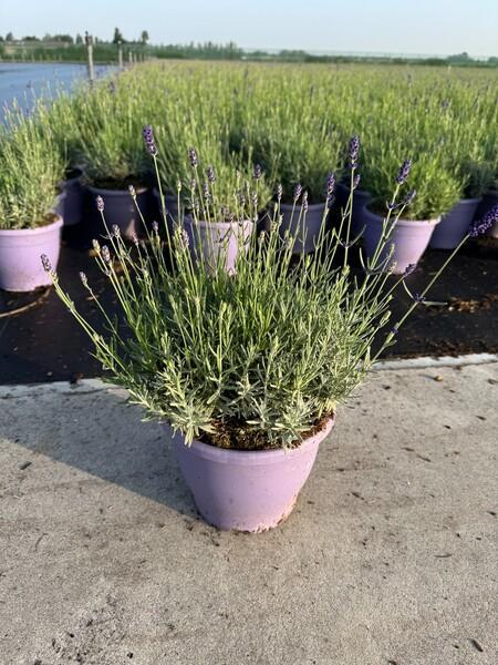 Lavandula angustifolia Hidcote