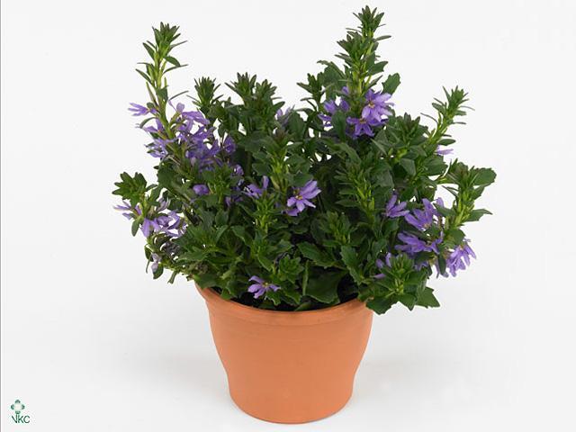 Scaevola mix