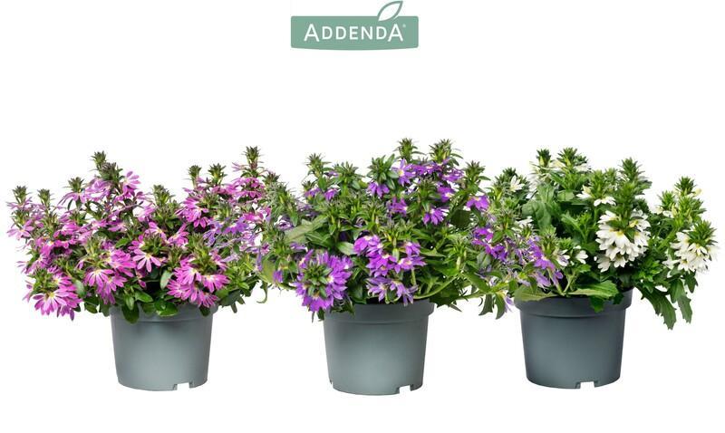 Scaevola mix