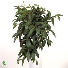 Aeschynanthus marmoratus