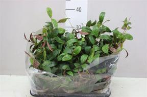 Aeschynanthus marmoratus