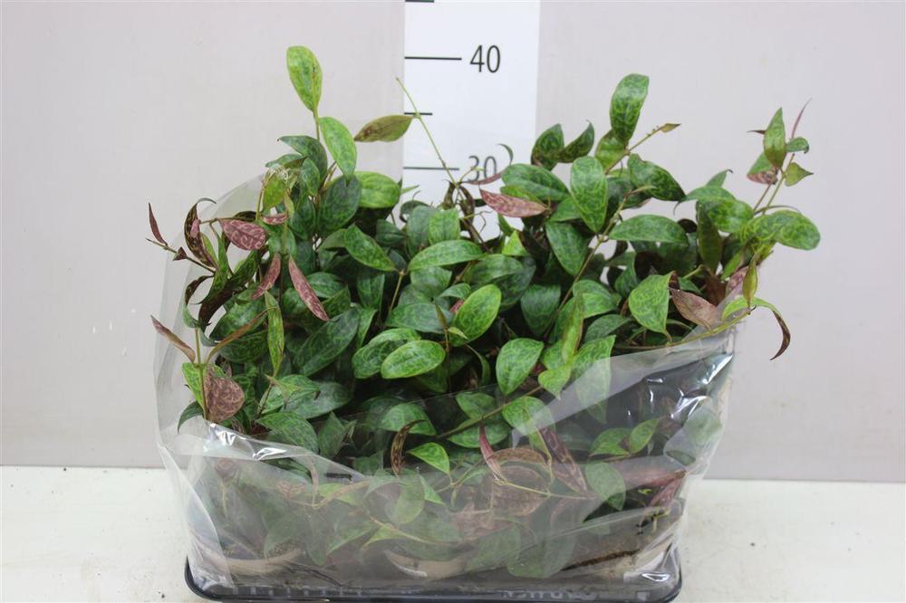 Aeschynanthus marmoratus