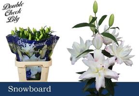 Lilium or dbl snowboard