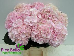Hydrangea my beautiful pink touch