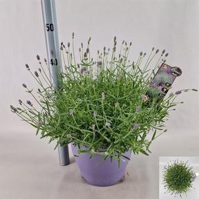 Lavandula angustifolia Essence Purple