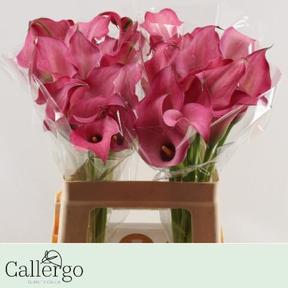 Zantedeschia zazu