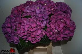 Hydrangea saint tropez