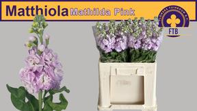 Matthiola mathilda pink