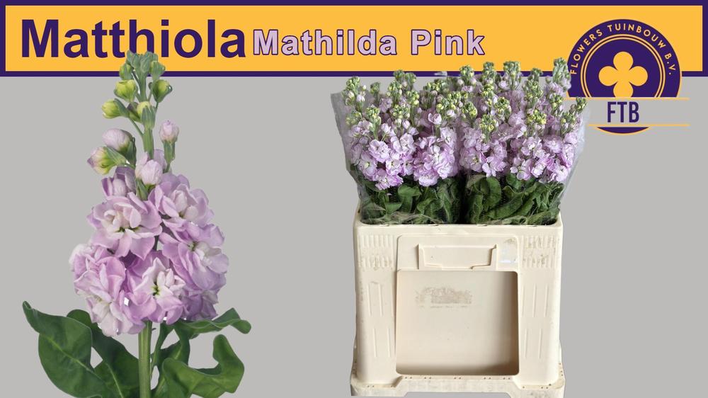 Matthiola mathilda pink