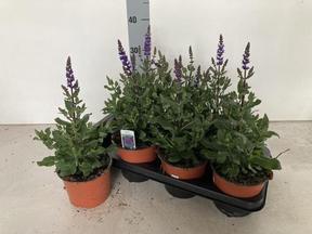 Salvia nemorosa blue
