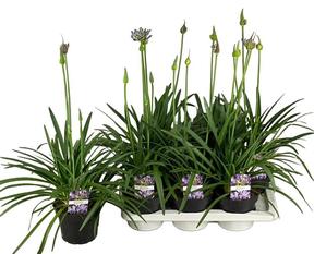 Agapanthus africanus