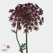 Daucus dara